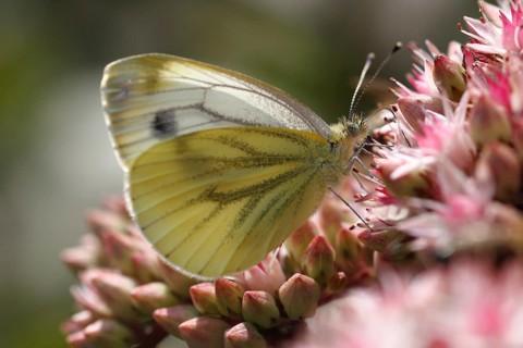 Green-veined White (Pieris napi) on Orpine (Sedum telephium)