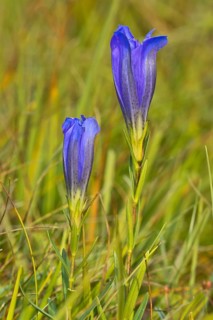 Marsh gentian (Gentiana pneumonanthe)
