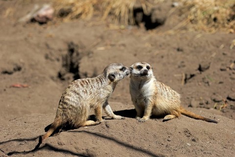 Meerkats (Suricata suricatta)