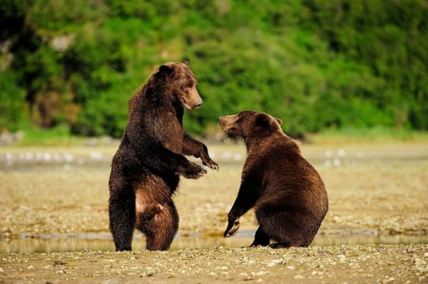 Two Brown Bears (Ursus arctos) play-fighting with each other