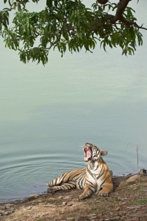 Bengal Tiger (Panthera tigris tigris) resting at a water hole