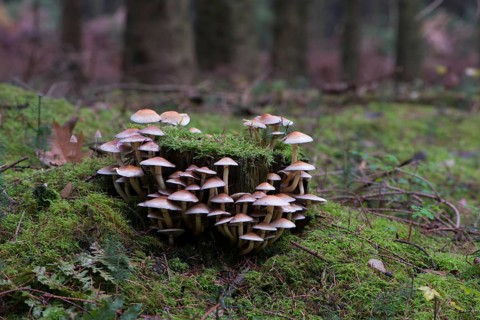 Sulphur Tufts (Hypholoma fasciculare)