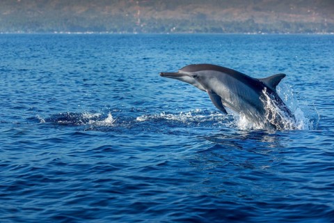 Indo-pacific Bottlenose Dolphin (Tursiops aduncus)