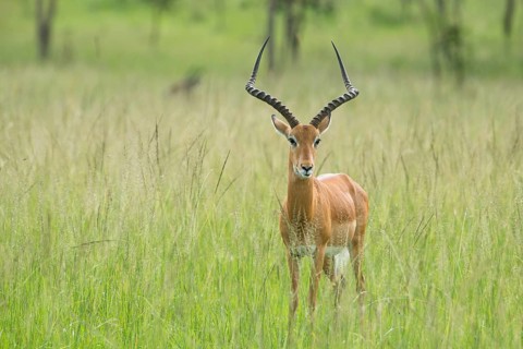 Impala (Aepyceros melampus)