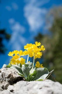Auricula or Mountain Cowslip (Primula auricula)