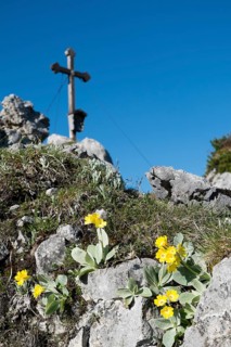 Auricula (Primula auricula) in front of the summit cross of Mt Brettgabel