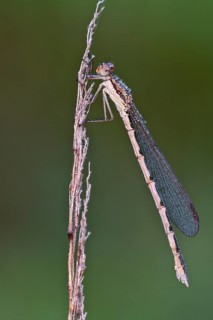 Common Winter Damselfly (Sympecma fusca)