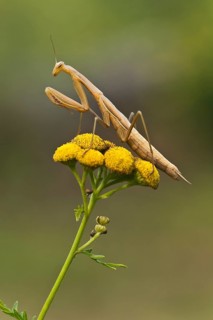Praying mantis (Mantis religiosa)