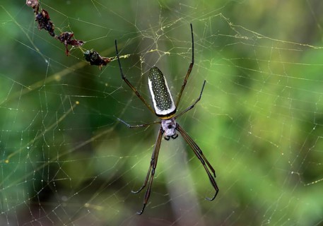 Golden Silk Orbweaver (Nephila clavipes)