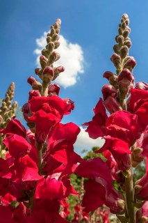 Snapdragon (Antirrhinum majus)