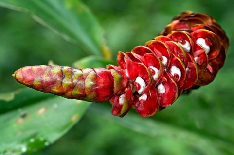 Red Spiral Ginger or Costus plant (Costus sp.) flower