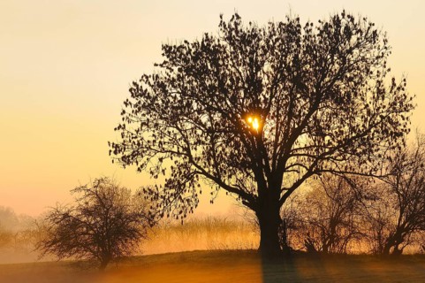 Old Ash tree (Fraxinus excelsior) at sunrise