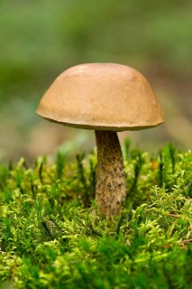 Birch Bolete (Leccinum scabrum)