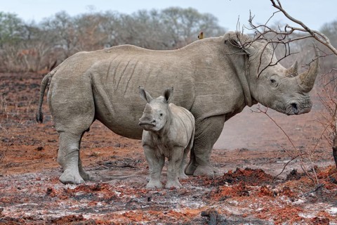 White Rhinoceros (Ceratotherium simum) with calf