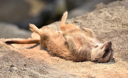 Meerkat (Suricata suricatta)