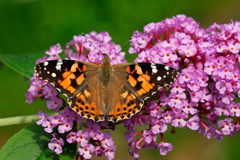 Painted lady (Vanessa cardui) (Cynthia cardui)