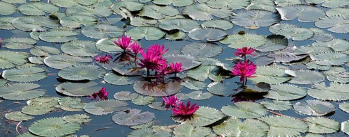 Lotus flowers (Nelumbo)