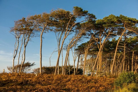 European beeches (Fagus sylvatica) and Scots pine (Pinus sylvestris)