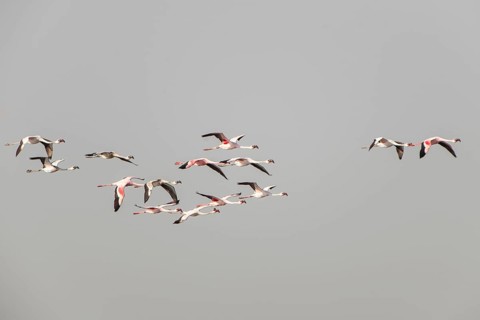 American Flamingo (Phoenicopterus ruber) colony in flight