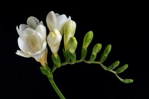 White Freesia (Freesia)