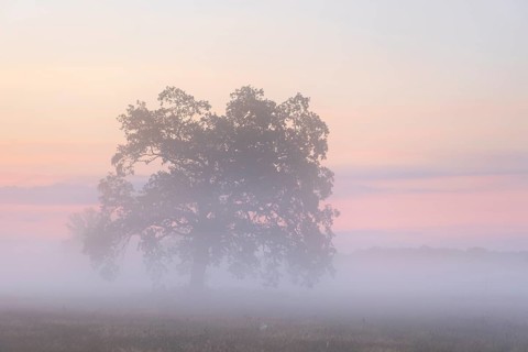 Solitaire Oak