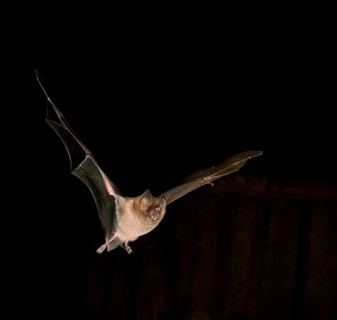 Fringe-lipped bat (Trachops cirrhosus)