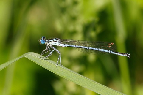White-legged Damselfly (Platycnemis pennipes)