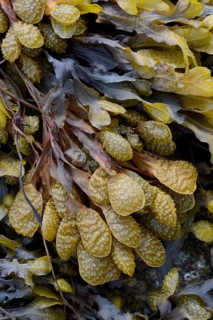 Spiral Wrack or Flat Wrack (Fucus spiralis)