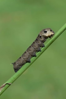 Caterpillar