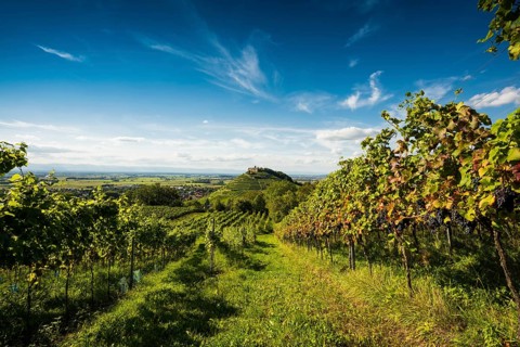Vineyards and Staufen castle