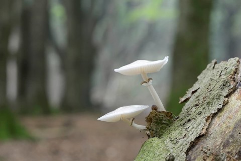 Porcelain Fungus (Oudemansiella mucida)
