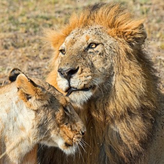 Pair of Lions (Panthera leo)