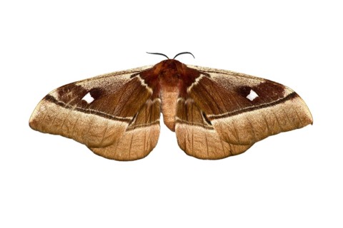 Cabbage Tree Emperor Moth (Bunaea alcinoe)