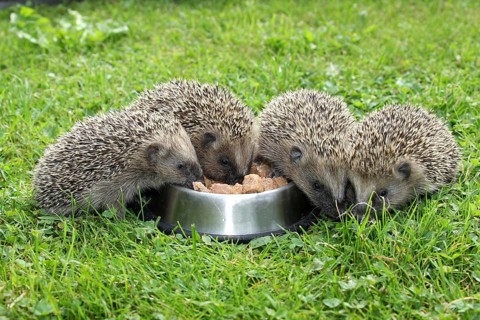 Hedgehog (Erinaceus europaeus)