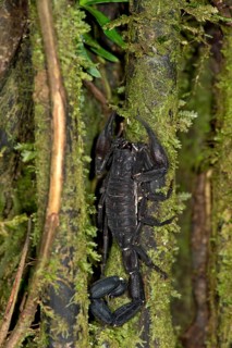 Scorpion genus Tityus