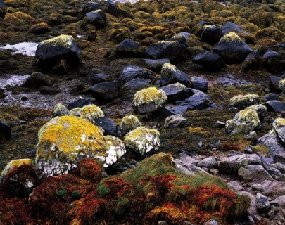 Colourful seaweed