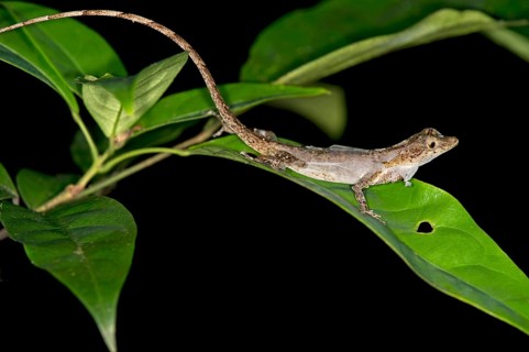 Ortoni's Anole