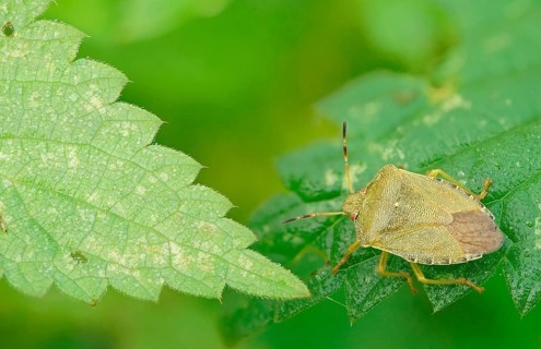 Green shield bug (Palomena prasina)
