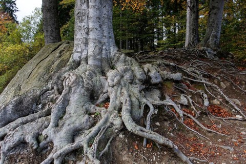Roots of a beech
