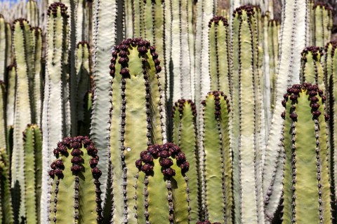 Candelabra tree (Euphorbia candelabrum)