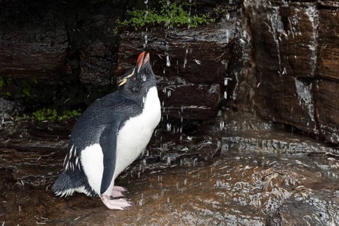 Rockhopper Penguin (Eudyptes chrysocome) drinking from a fresh water shower
