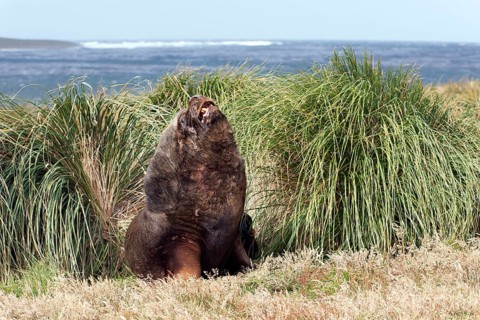 South American sea lion (Otaria flavescens)