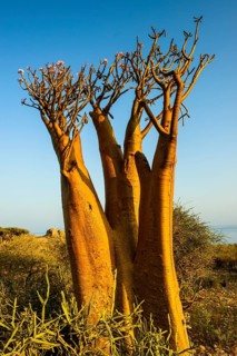 Bottle Tree (Adenium obesum) in bloom