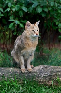 Jungle Cat (Felis chaus)