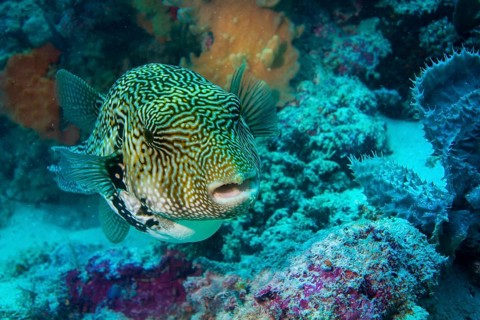 Map Puffer or Map Pufferfish (Arothron mappa)