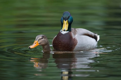 Mallards (Anas platyrhinchos)