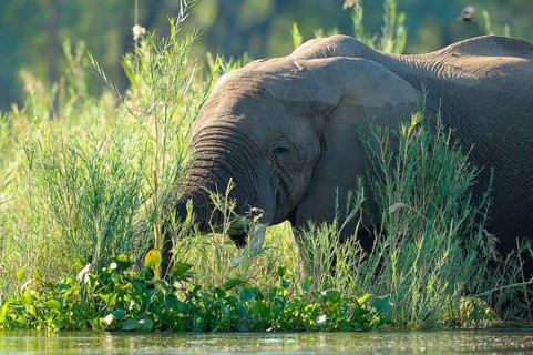 African Elephant (Loxodonta africana) feeding at the water's Edge