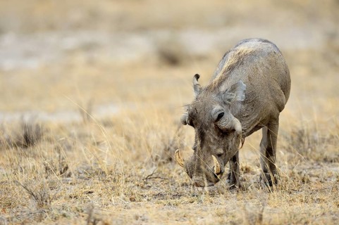 Desert Warthog (Phacochoerus aethiopicus)