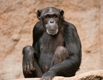 Western Chimpanzee or West African Chimpanzee (Pan troglodytes verus)