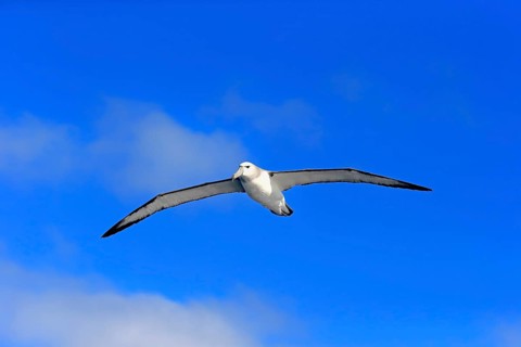 Shy albatross (Thalassarche cauta)